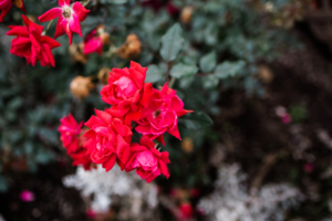 4 Tips for a Healthy Holiday Headspace