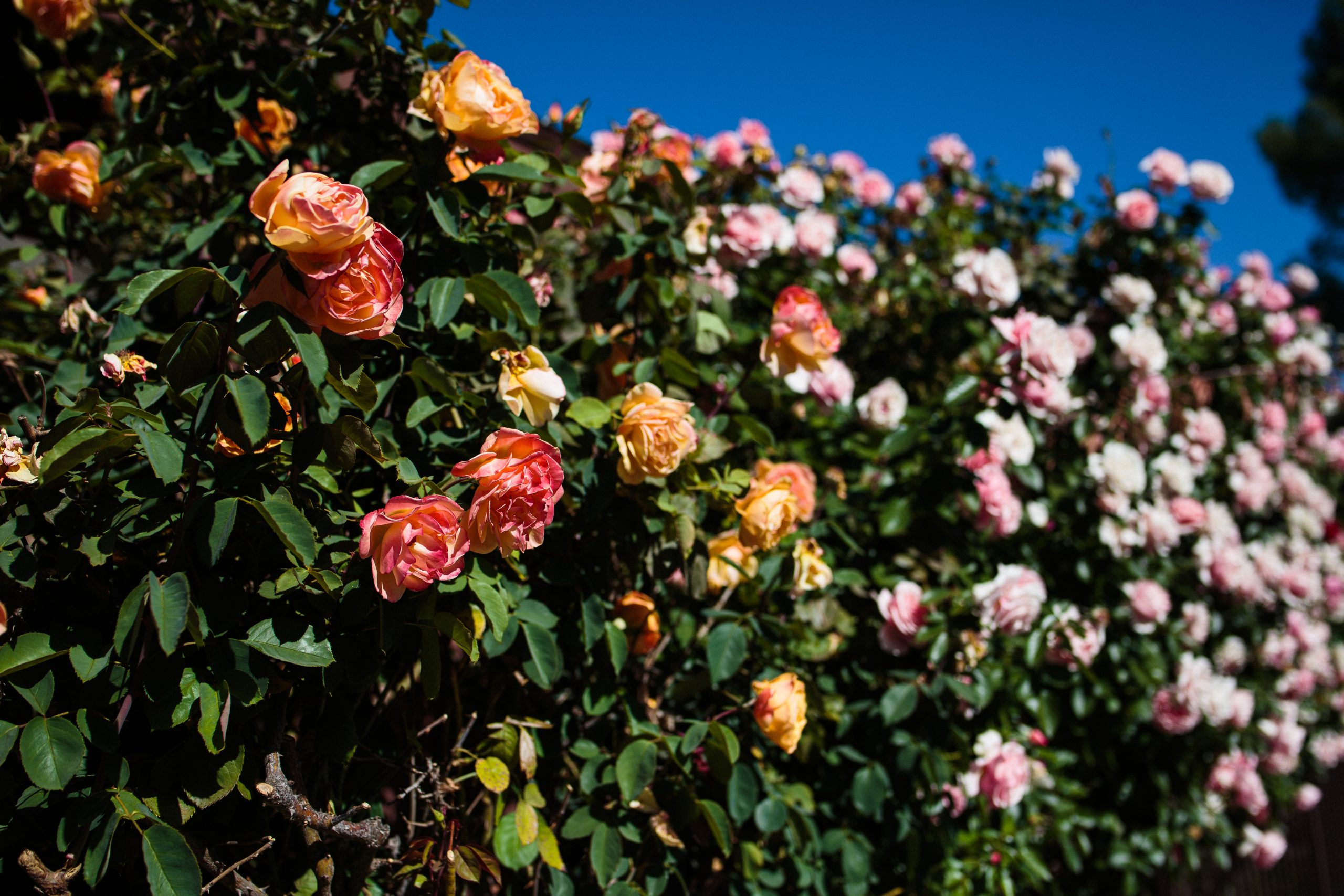 Love in the Time of Coronavirus {Single Ladies: This One’s For You}
